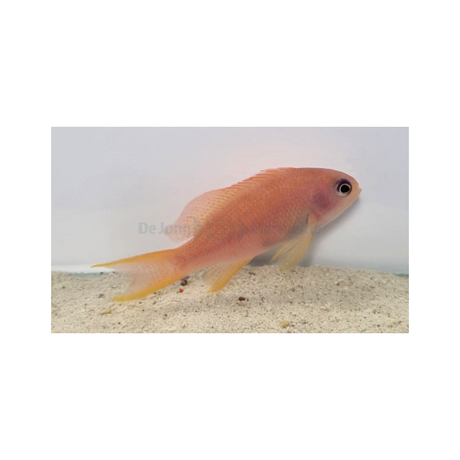 Pseudanthias cheirospilos - Wreck Fish - naaras