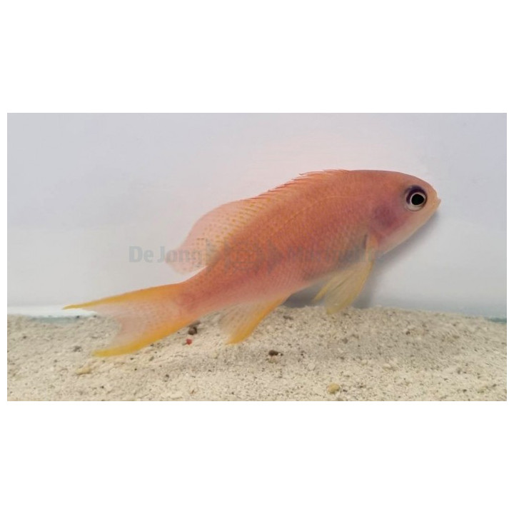 Pseudanthias cheirospilos - Wreck Fish - naaras