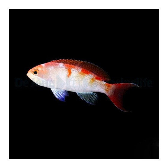 Pseudanthias cooperi - Bleeding Heart Anthias