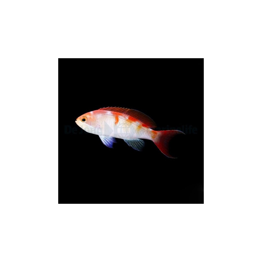 Pseudanthias cooperi - Bleeding Heart Anthias