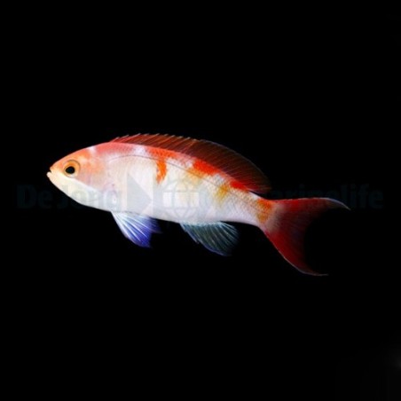 Pseudanthias cooperi - Bleeding Heart Anthias