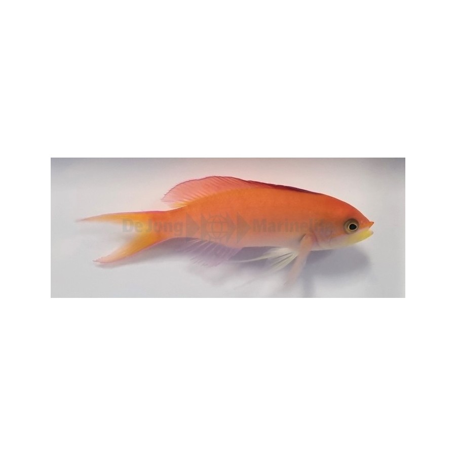 Pseudanthias dispar - Dispar Anthias - Coral Sea