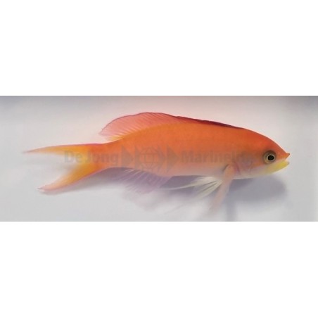 Pseudanthias dispar - Dispar Anthias - Coral Sea