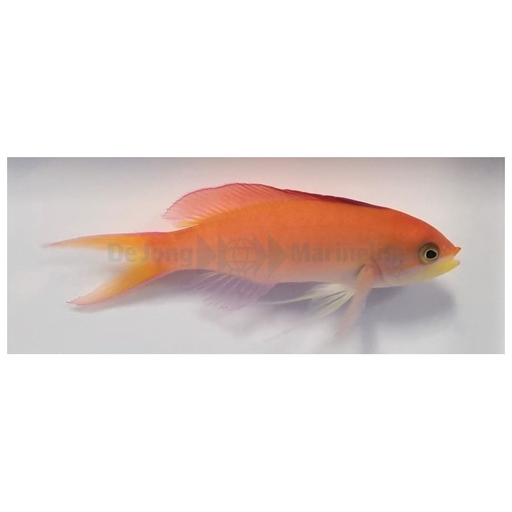 Pseudanthias dispar - Dispar Anthias - Coral Sea