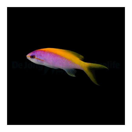 Pseudanthias evansi - Yellow Back Anthias