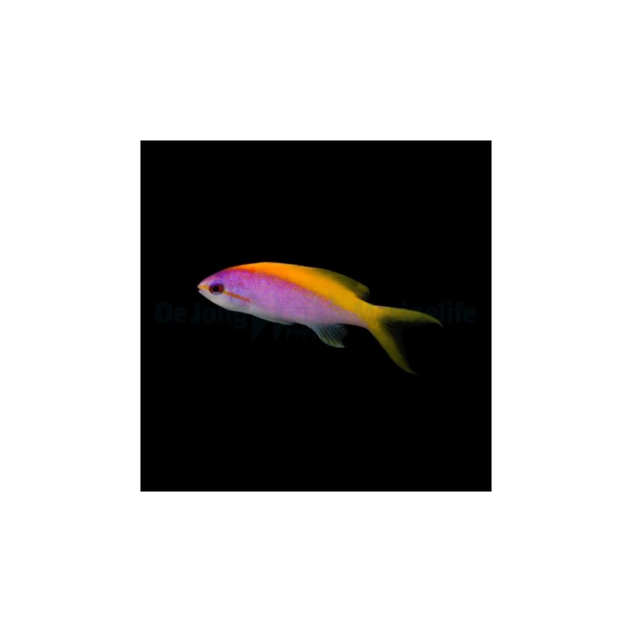 Pseudanthias evansi - Yellow Back Anthias