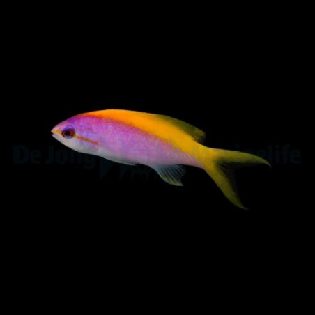 Pseudanthias evansi - Yellow Back Anthias