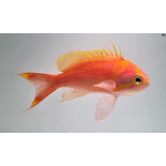 Pseudanthias fasciatus - Striped Anthias - koiras