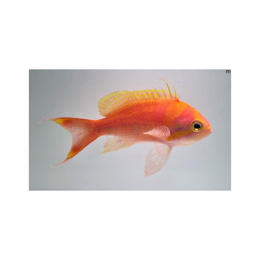 Pseudanthias fasciatus - Striped Anthias - koiras