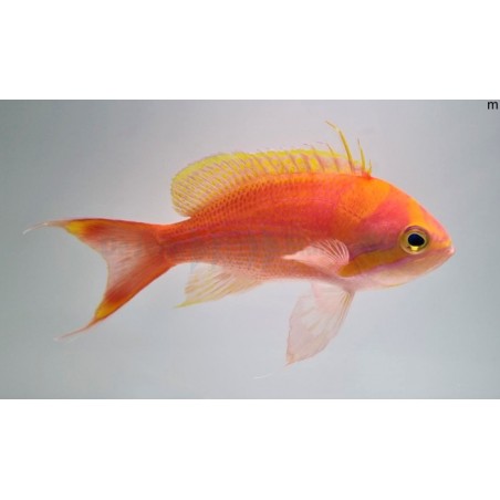 Pseudanthias fasciatus - Striped Anthias - koiras