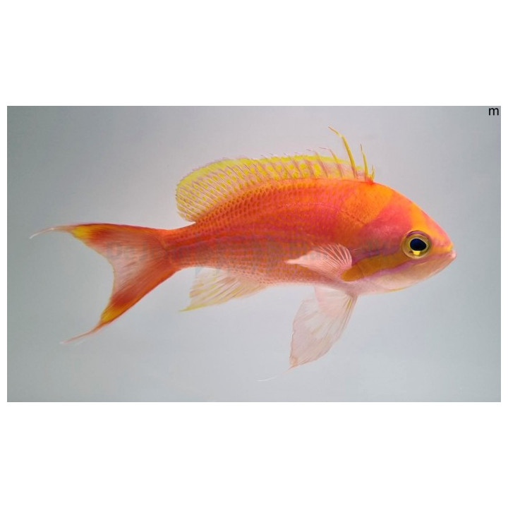 Pseudanthias fasciatus - Striped Anthias - koiras