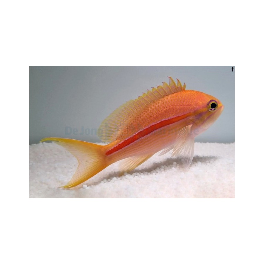 Pseudanthias fasciatus - Striped Anthias - naaras