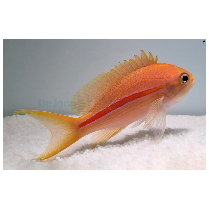 Pseudanthias fasciatus - Striped Anthias - naaras