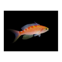 Pseudanthias flavoguttatus - Saddleback Anthias
