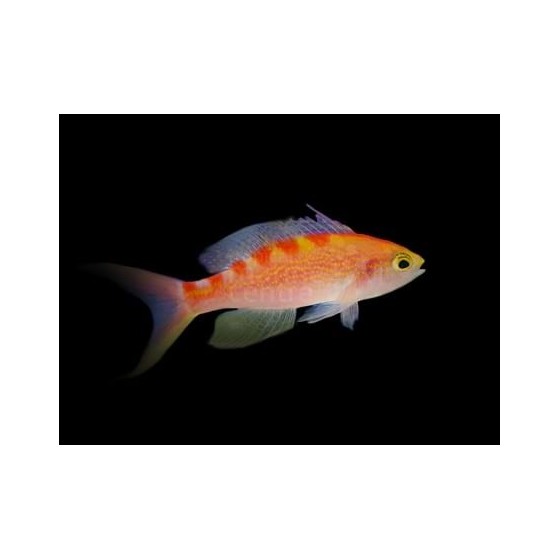 Pseudanthias flavoguttatus - Saddleback Anthias