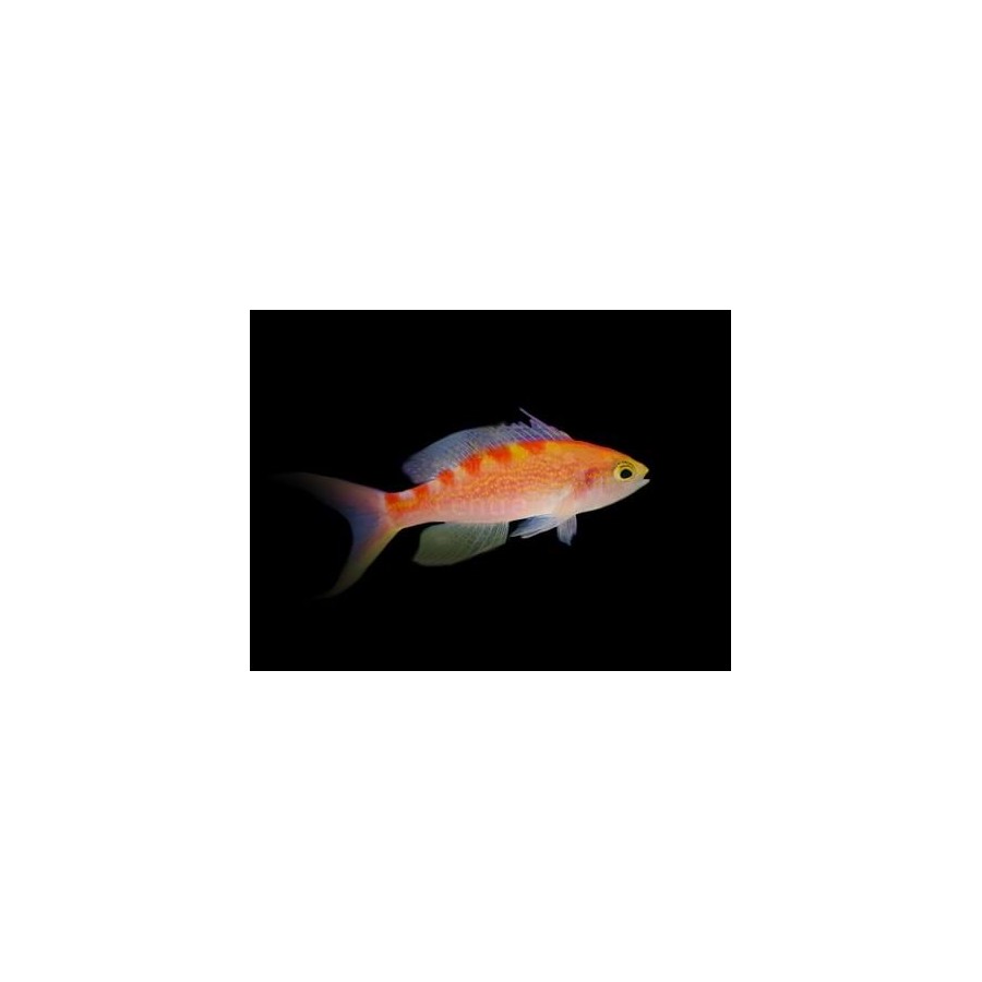 Pseudanthias flavoguttatus - Saddleback Anthias