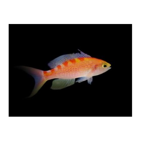 Pseudanthias flavoguttatus - Saddleback Anthias