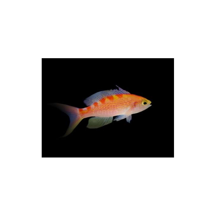 Pseudanthias flavoguttatus - Saddleback Anthias