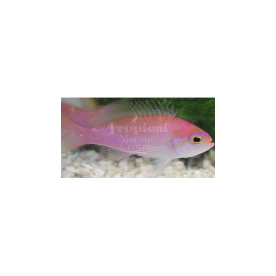 Pseudanthias hutomoi - Hutomoi Anthias