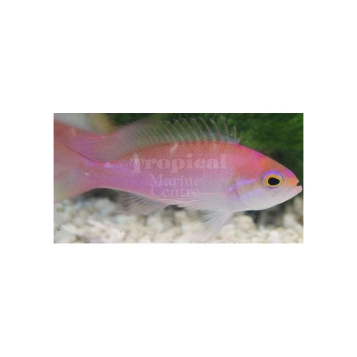 Pseudanthias hutomoi - Hutomoi Anthias