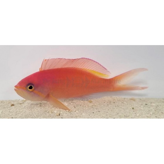 Pseudanthias ignitus - Lyretail Anthias