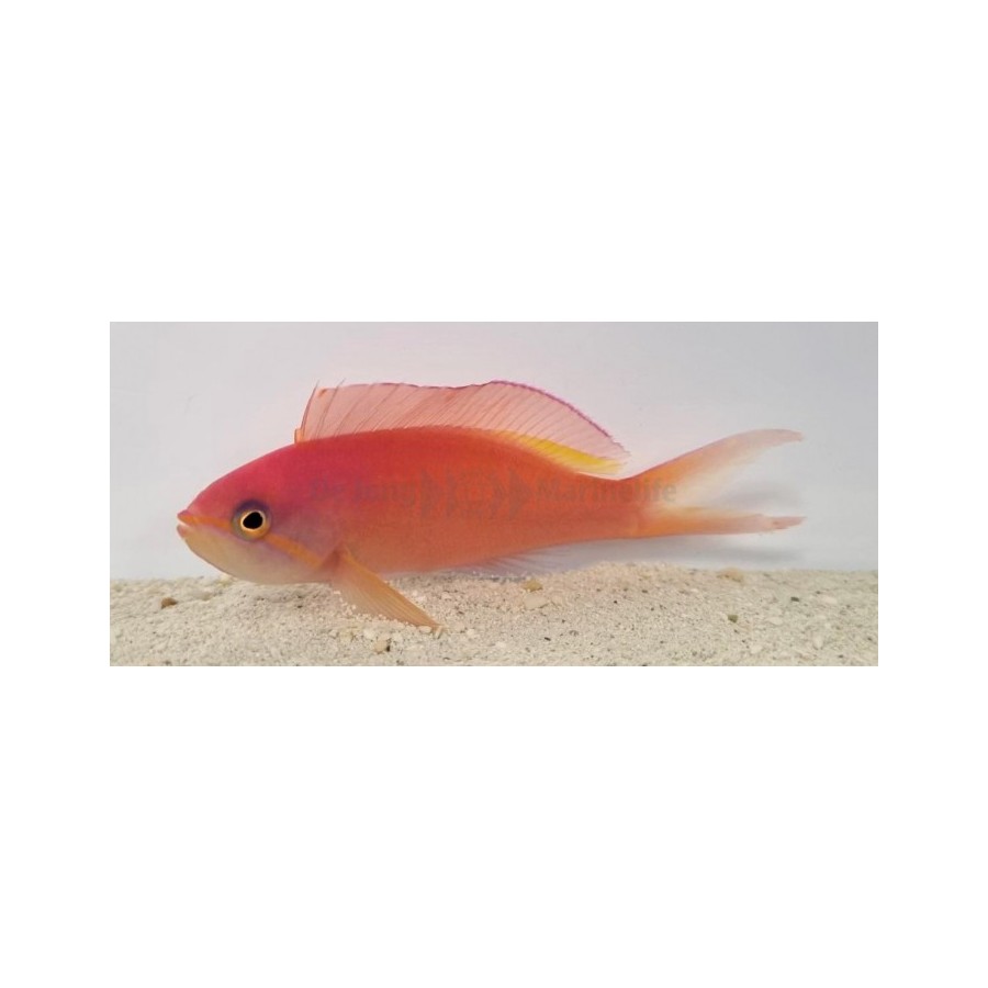 Pseudanthias ignitus - Lyretail Anthias