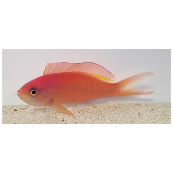 Pseudanthias ignitus - Lyretail Anthias