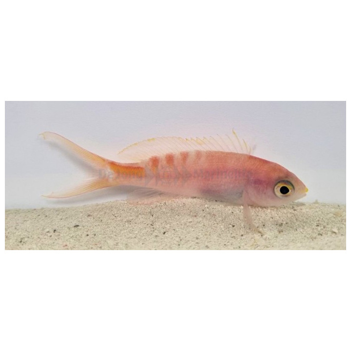 Pseudanthias lori - Lori Anthias - Melanesia