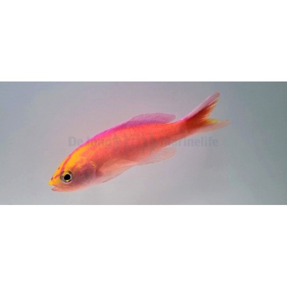 Pseudanthias parvirostris - Diamond Anthias - koiras