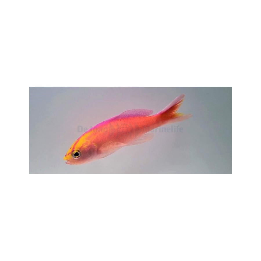 Pseudanthias parvirostris - Diamond Anthias - koiras