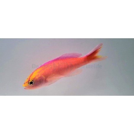 Pseudanthias parvirostris - Diamond Anthias - koiras