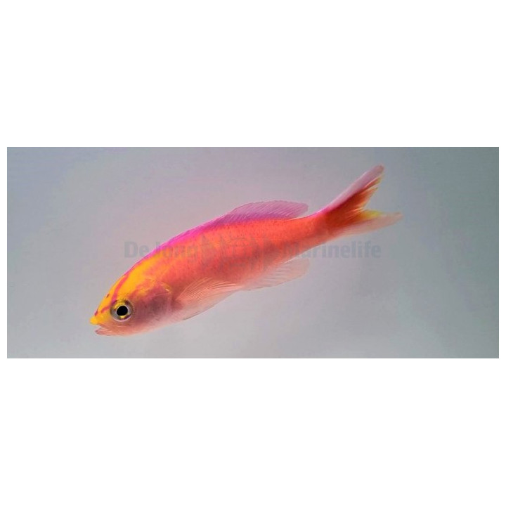 Pseudanthias parvirostris - Diamond Anthias - koiras
