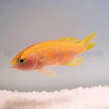 Pseudanthias parvirostris - Diamond Anthias - naaras