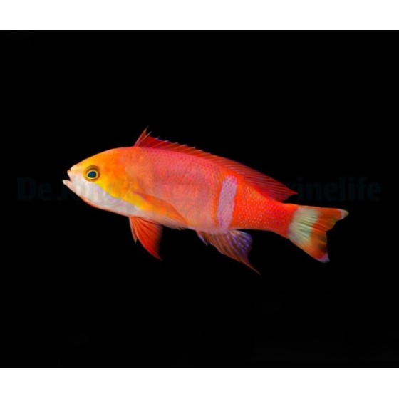 Pseudanthias pictilis - Pictilis Anthias - koiras