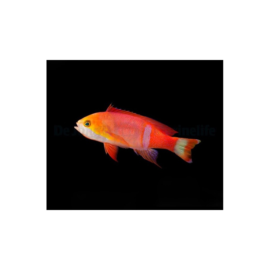 Pseudanthias pictilis - Pictilis Anthias - koiras