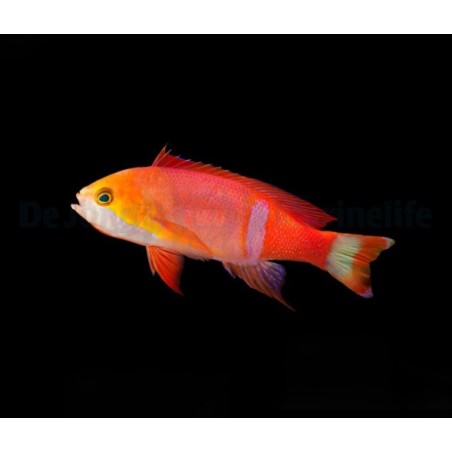 Pseudanthias pictilis - Pictilis Anthias - koiras