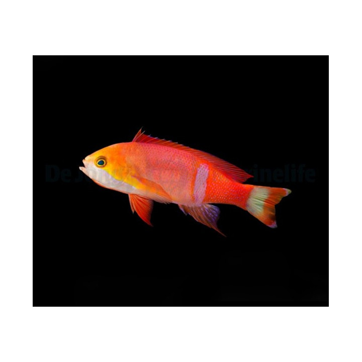 Pseudanthias pictilis - Pictilis Anthias - koiras