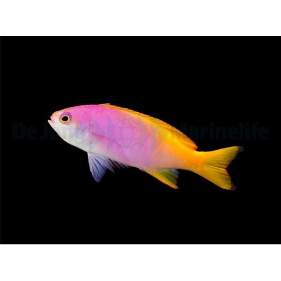 Pseudanthias pictilis - Pictilis Anthias - naaras