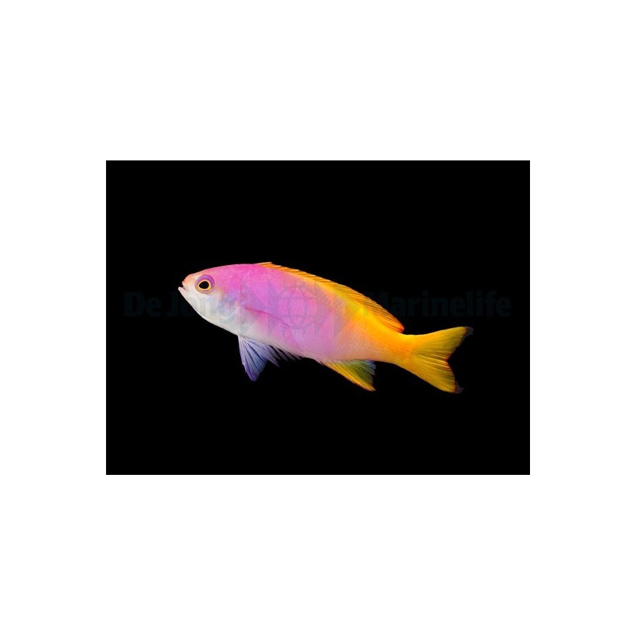 Pseudanthias pictilis - Pictilis Anthias - naaras