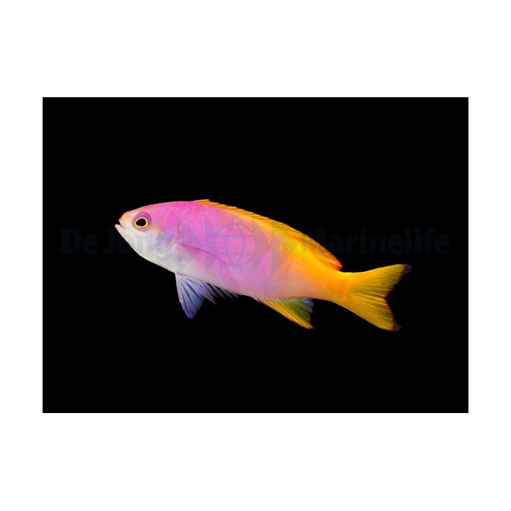 Pseudanthias pictilis - Pictilis Anthias - naaras