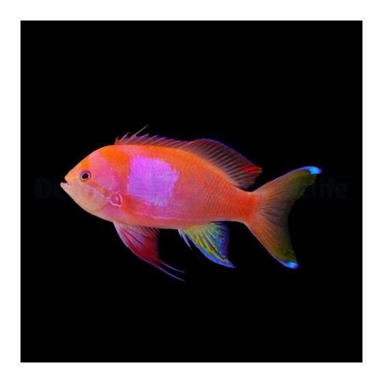 Pseudanthias pleurotaenia - Square Anthias - koiras