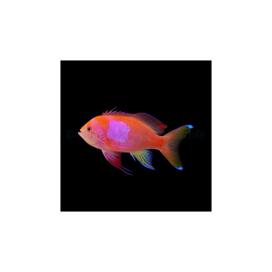 Pseudanthias pleurotaenia - Square Anthias - koiras