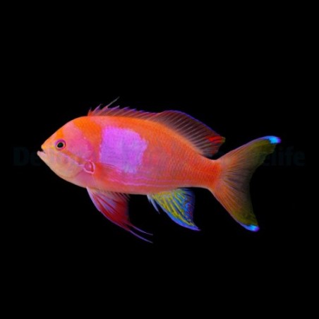 Pseudanthias pleurotaenia - Square Anthias - koiras