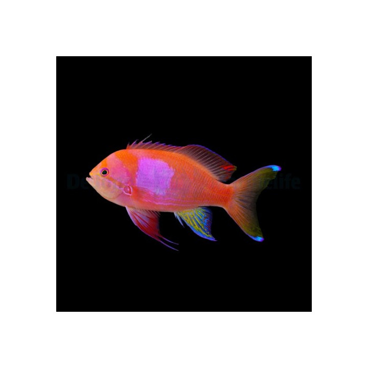 Pseudanthias pleurotaenia - Square Anthias - koiras