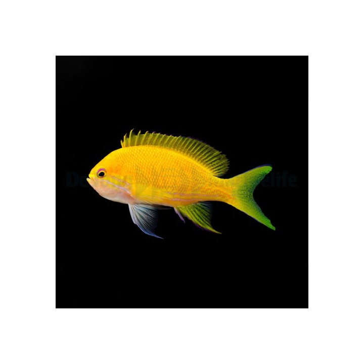 Pseudanthias pleurotaenia - Square Anthias - naaras