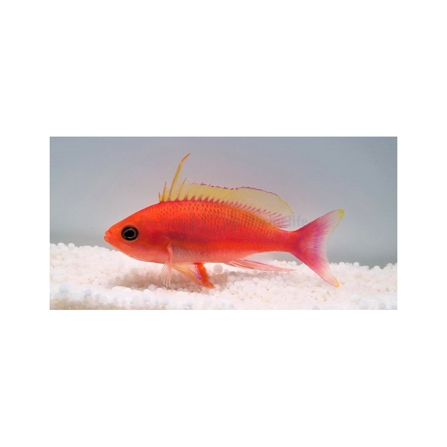 Pseudanthias pulcherrimus - Longfin Anthias - koiras