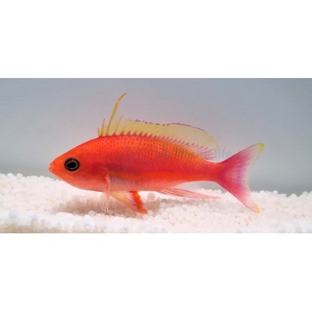 Pseudanthias pulcherrimus - Longfin Anthias - koiras