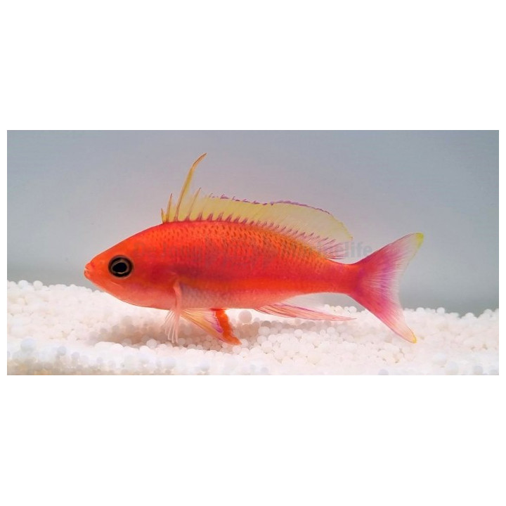 Pseudanthias pulcherrimus - Longfin Anthias - koiras