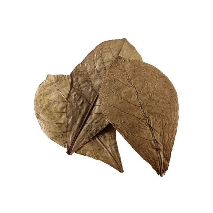 Nano Catappa Leaves , Terraario- ja akvaariotarvike