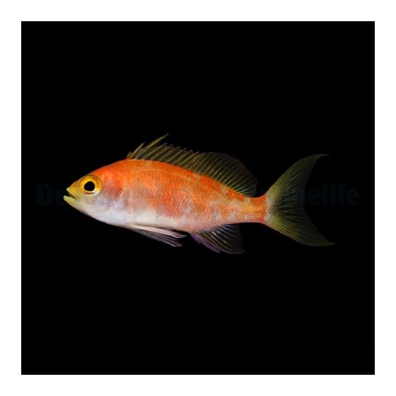 Pseudanthias pulcherrimus - Longfin Anthias - naaras